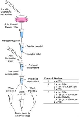 Development of Methodology to Investigate the Surface SMALPome of Mammalian Cells